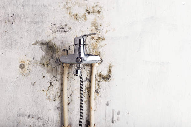 Best Residential Mold Removal  in Kenilworth, NJ