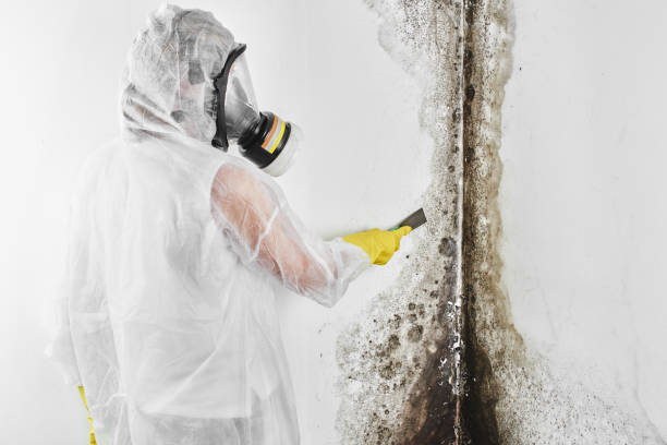 Crawl Space Mold Removal in Kenilworth, NJ