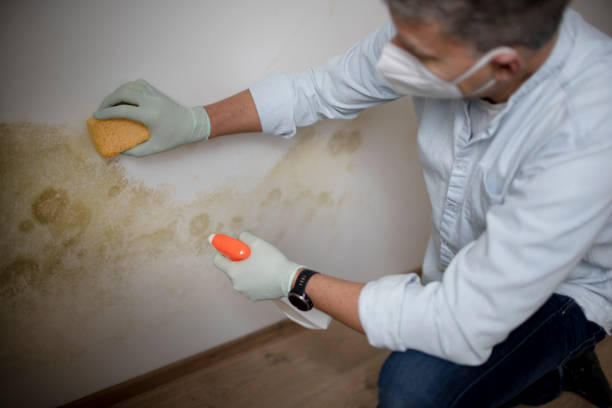 Best Mold Damage Repair  in Kenilworth, NJ