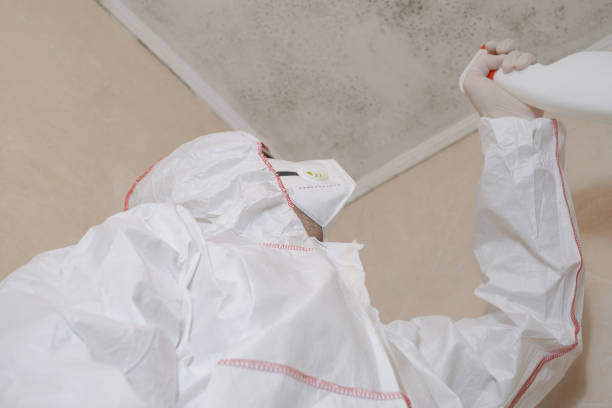 Best Commercial Mold Removal  in Kenilworth, NJ