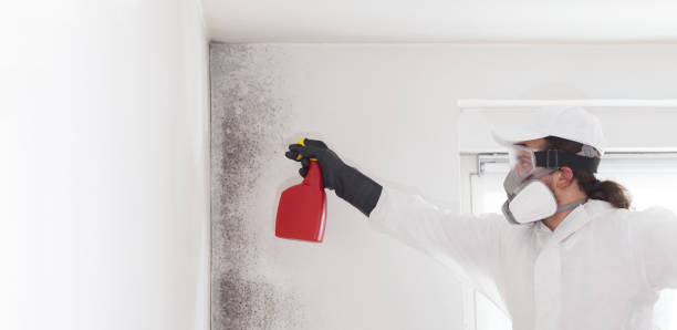 Kenilworth, NJ Mold Removal Company
