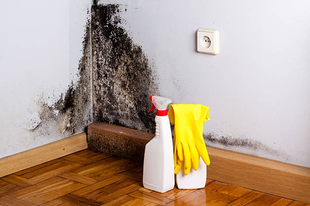 Mold Testing and Removal in Kenilworth, NJ