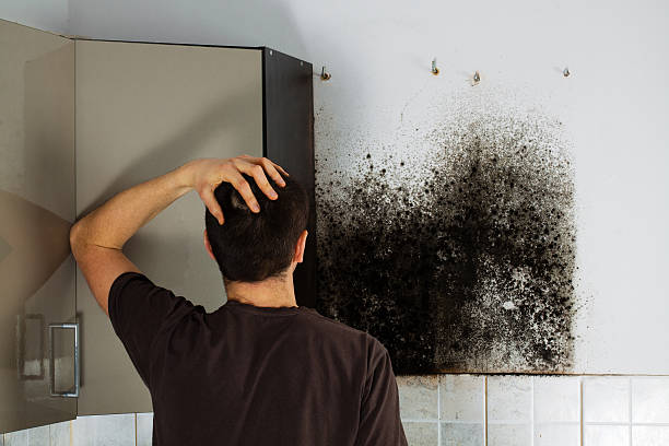 Best Commercial Mold Removal  in Kenilworth, NJ