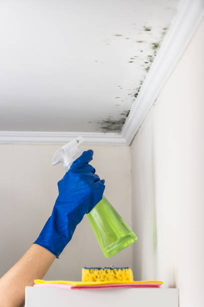 Certified Mold Removal in Kenilworth, NJ